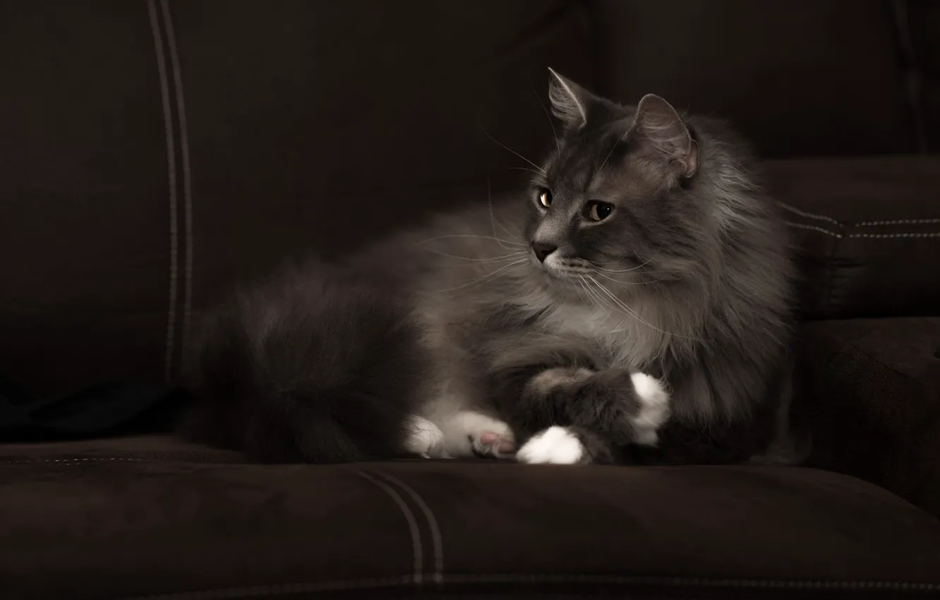 Фото обои кошка, кот, взгляд, морда, темный фон, серый, диван, пушистый