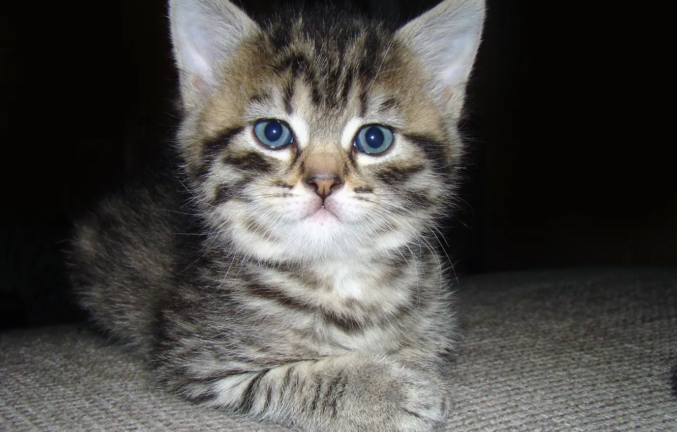 Фото обои глаза, кот, усы, взгляд, котик, пушистый, маленький, мордочка