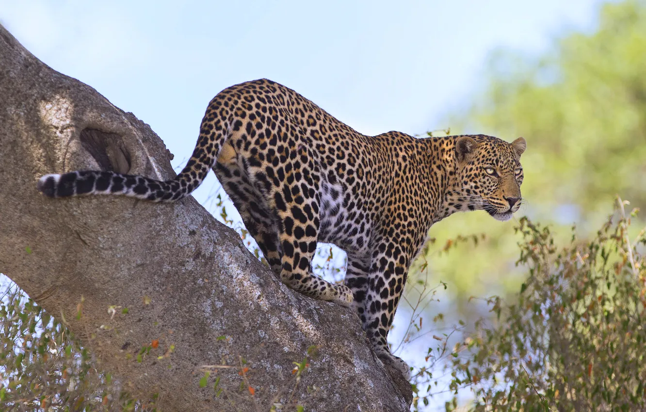 Фото обои взгляд, поза, камни, леопард