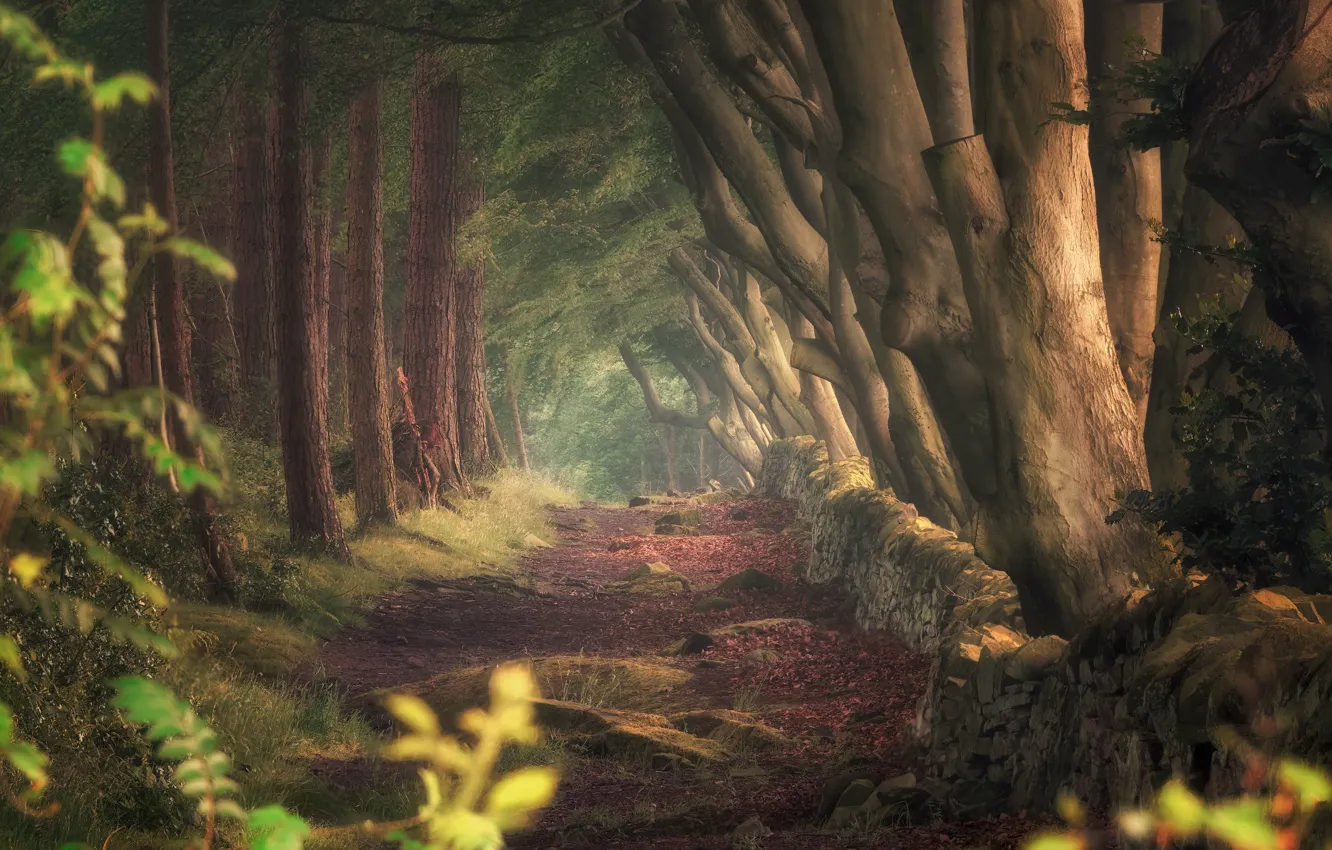 Фото обои лес, парк, аллея