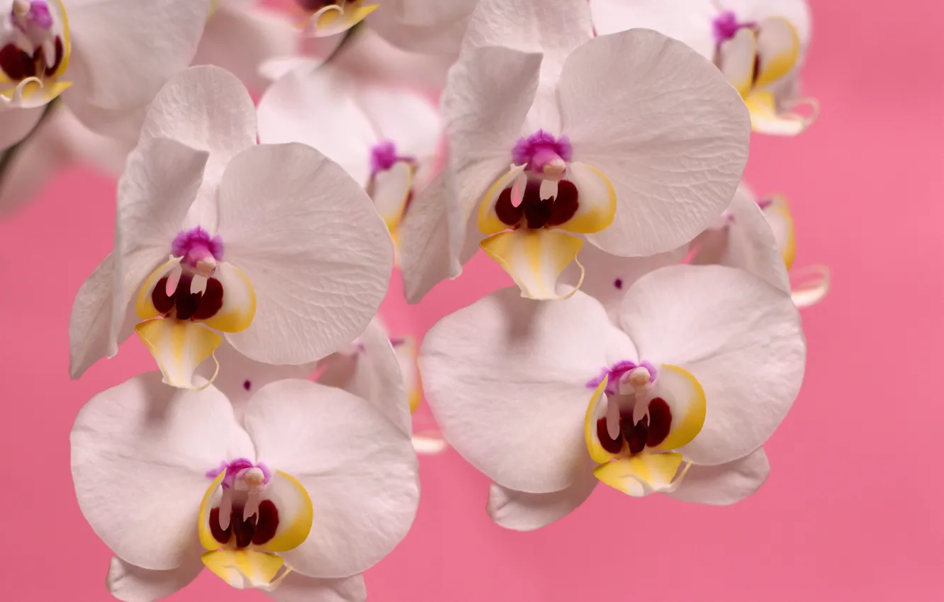 Фото обои white, pink, orchid, phalaenopsis, plant
