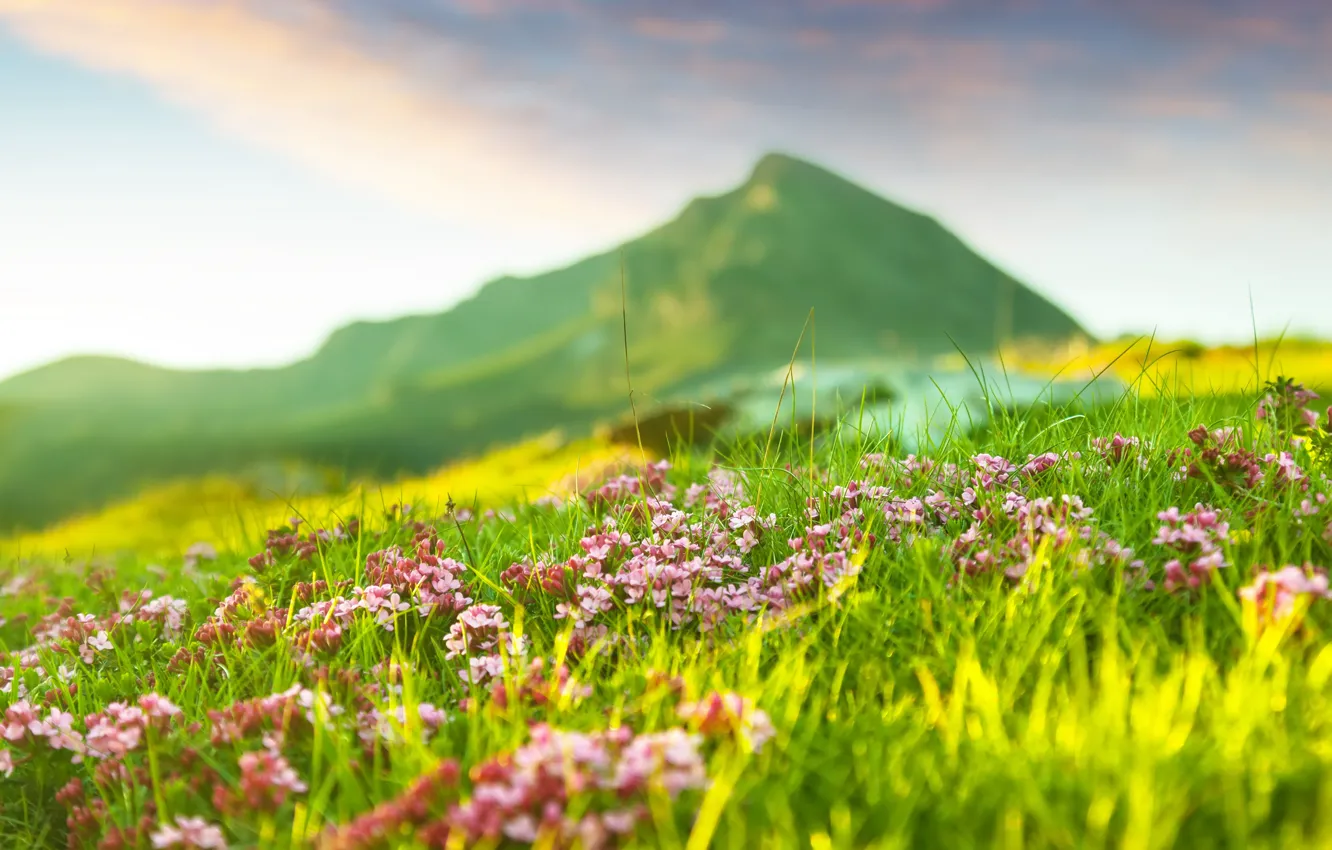 Фото обои цветы, горы, природа, весна, травка