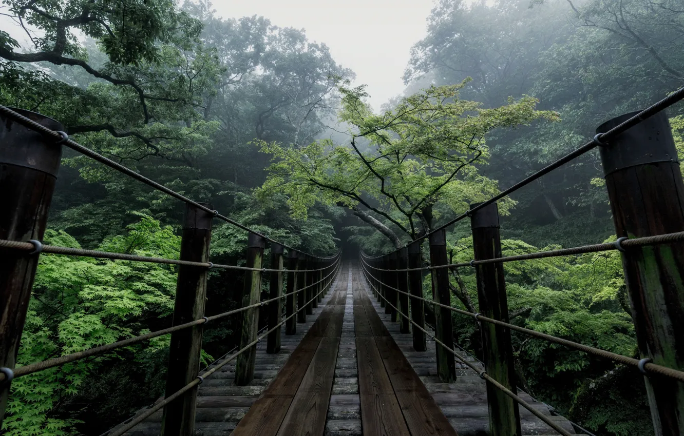 Фото обои деревья, мост, природа, Япония, дымка