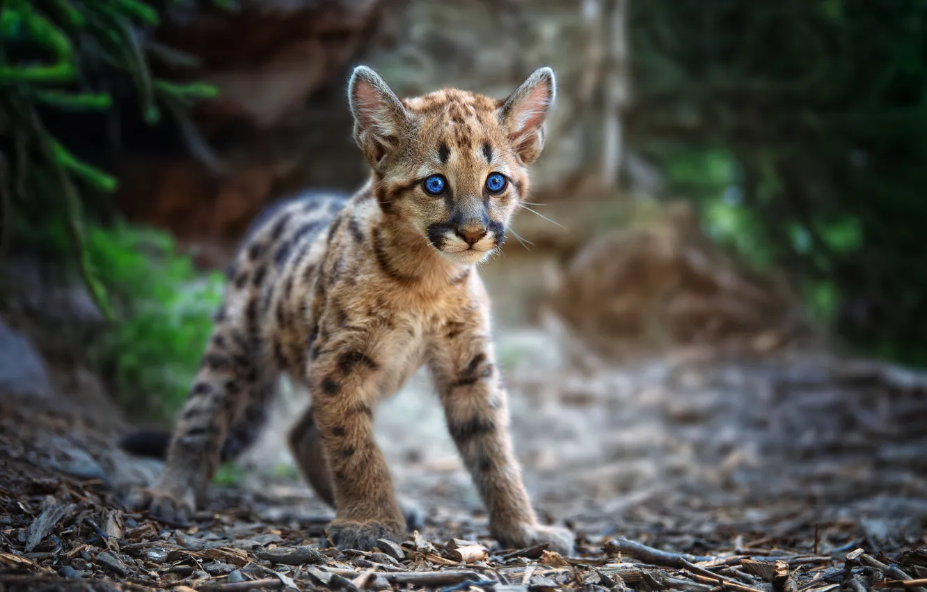 Фото обои puma, native, curiosity, tones, instinct, cougar, juvenile