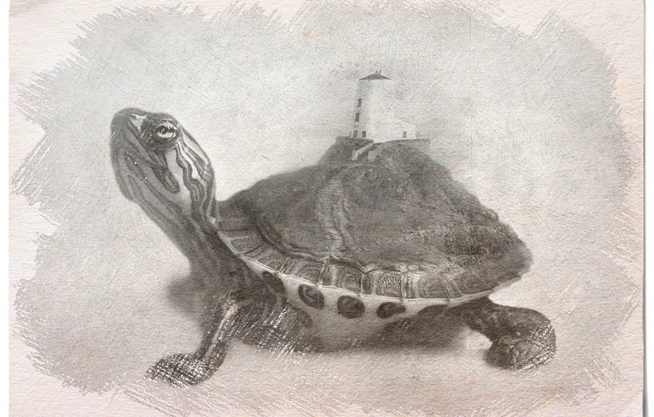 Фото обои рисунок, черепаха, изображение, иллюзия, черно белая картинка, рисунок простым карандашом