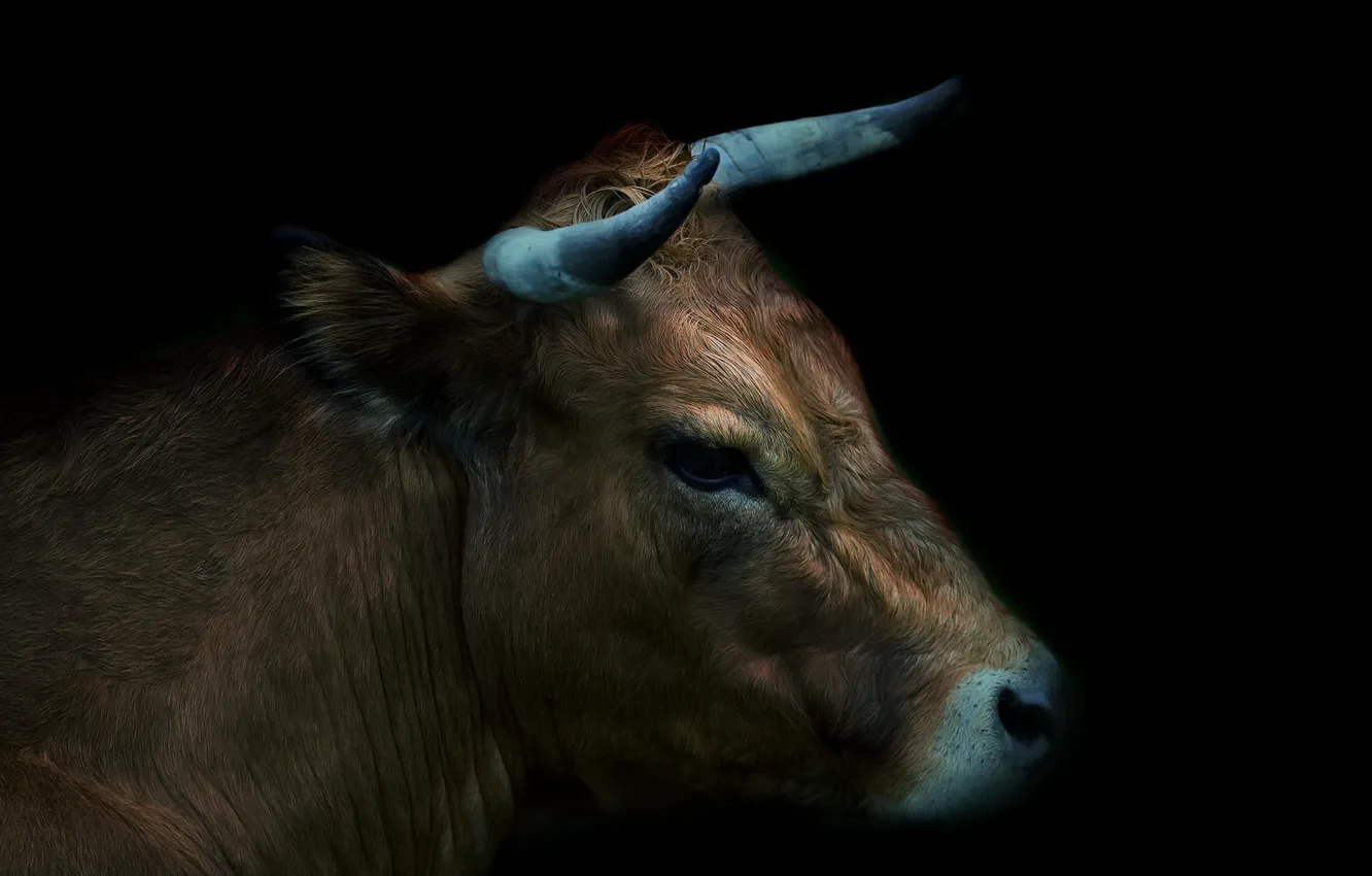 Фото обои природа, фон, скот