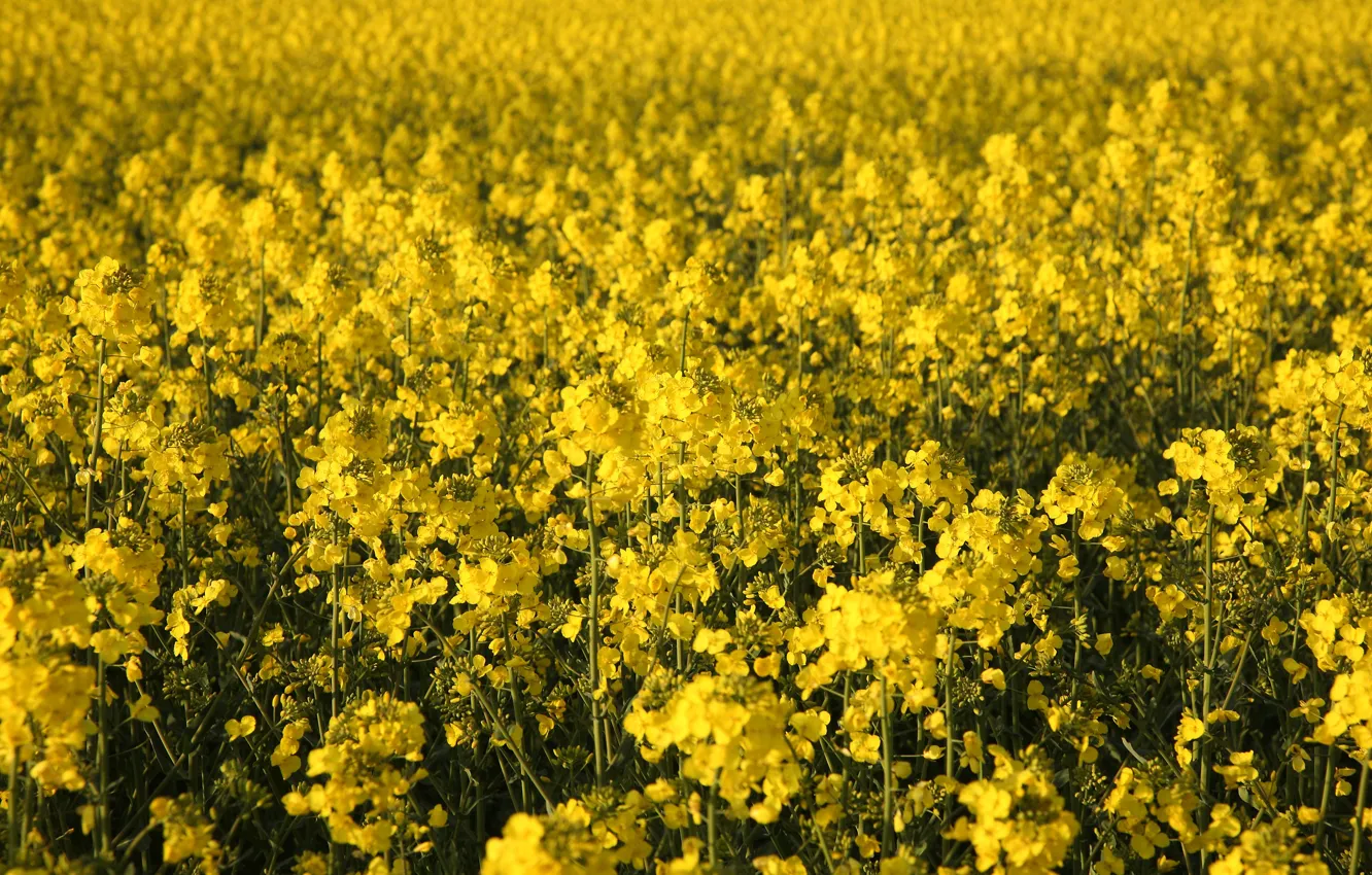 Фото обои Поле, Весна, Spring, Цветение, Field, Желтые цветы, Flowering, Yellow flowers