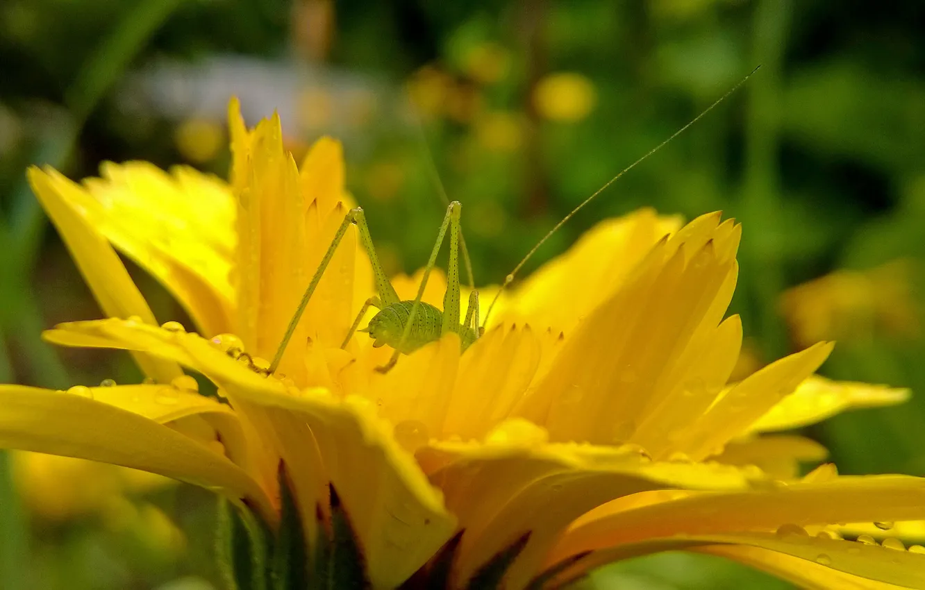 Фото обои green, yellow, jump, insect, grasshopper