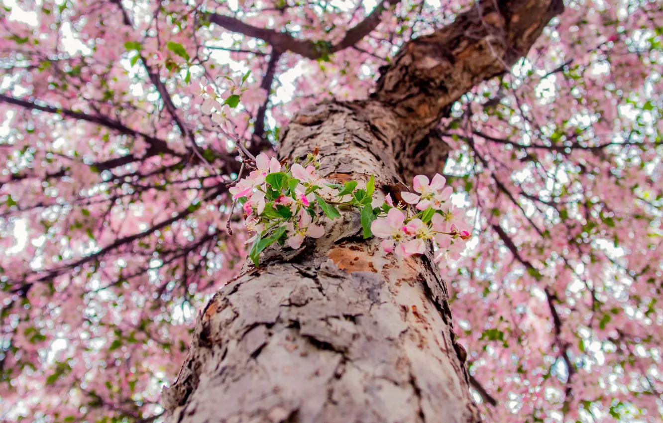Фото обои Japan, снизу вверх, ствол дерева, цветение сакуры