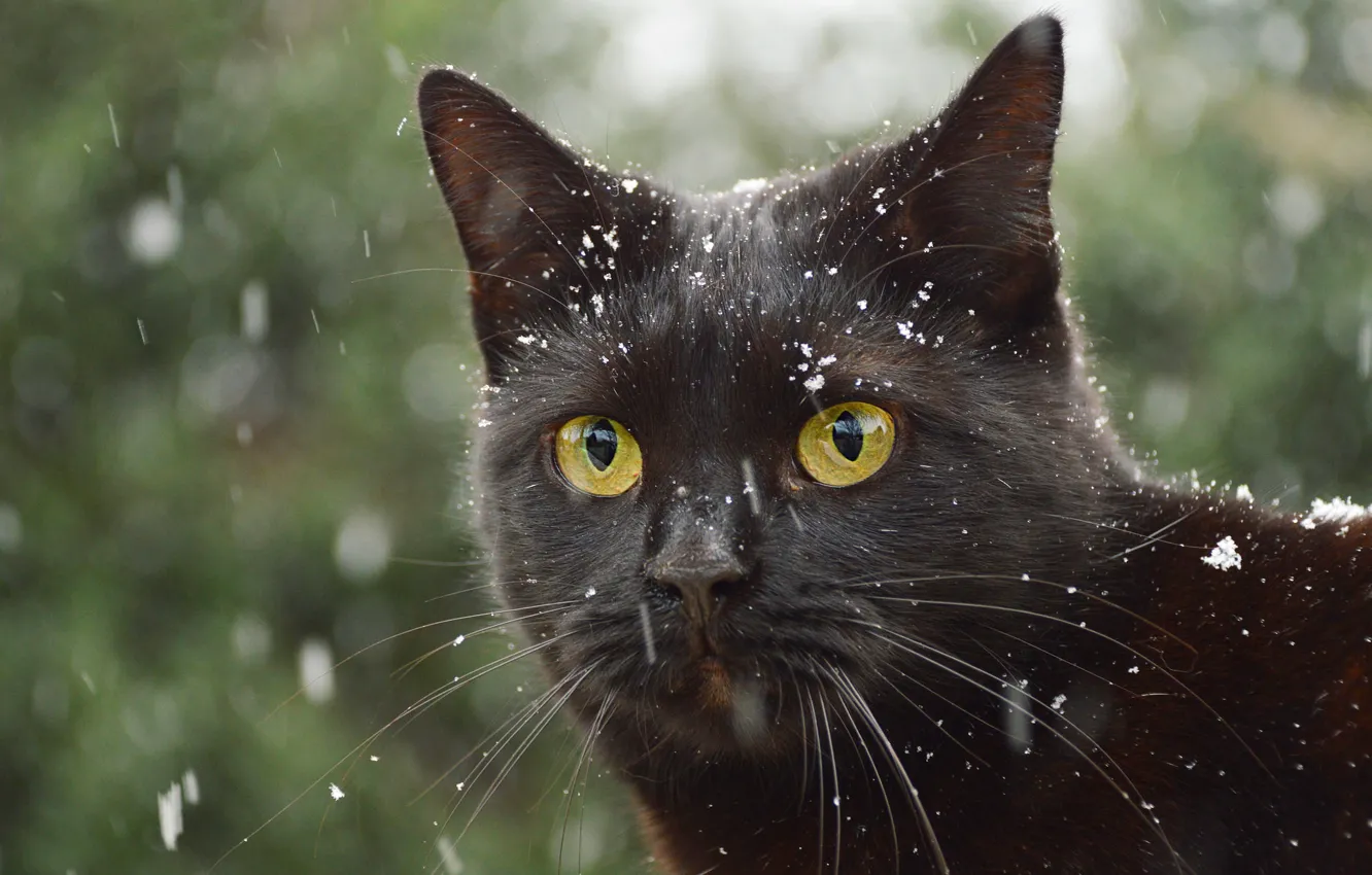 Фото обои зима, кошка, кот, взгляд, морда, снег, крупный план, черный