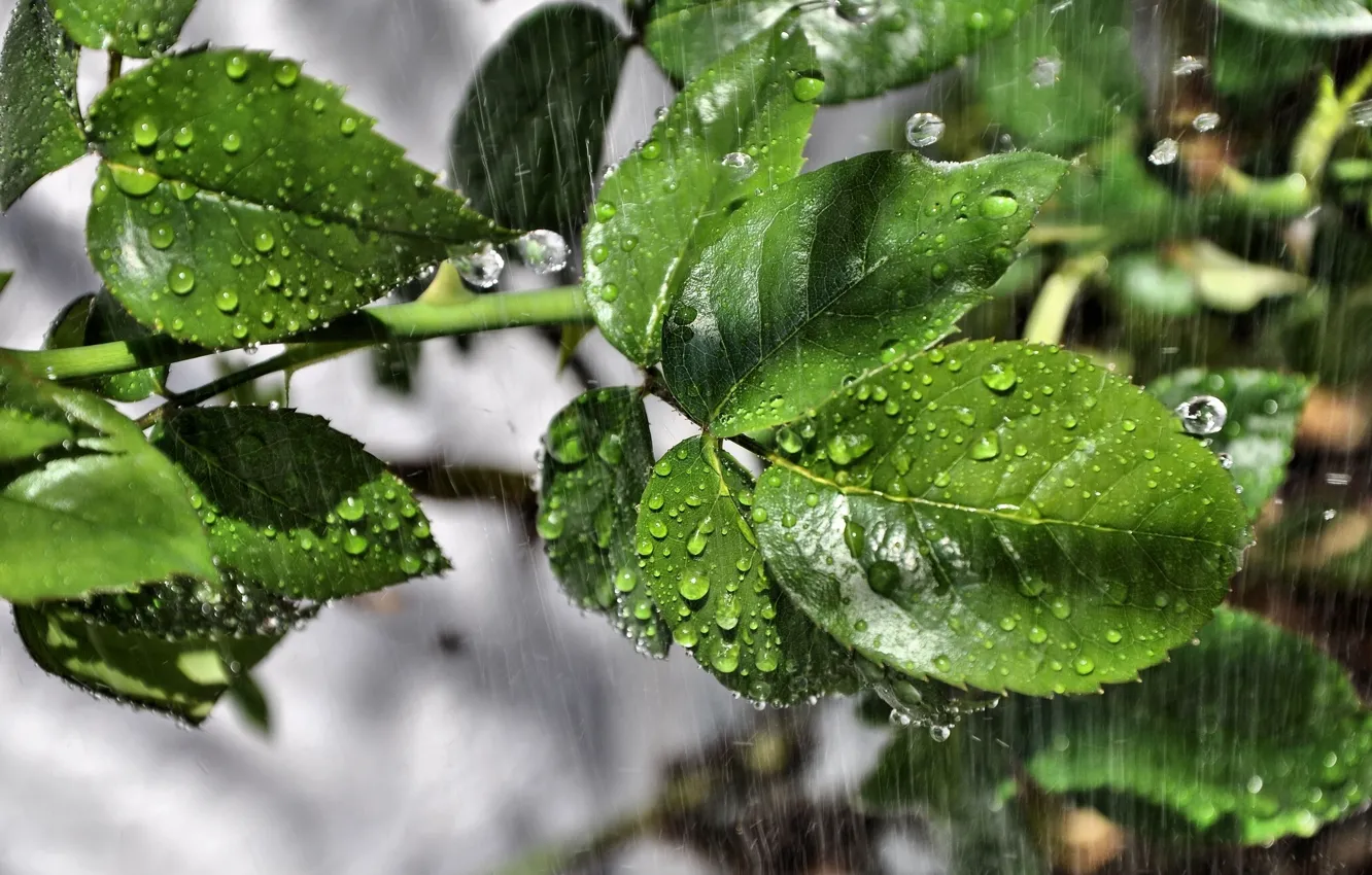 Фото обои листья, капли, макро, дождь