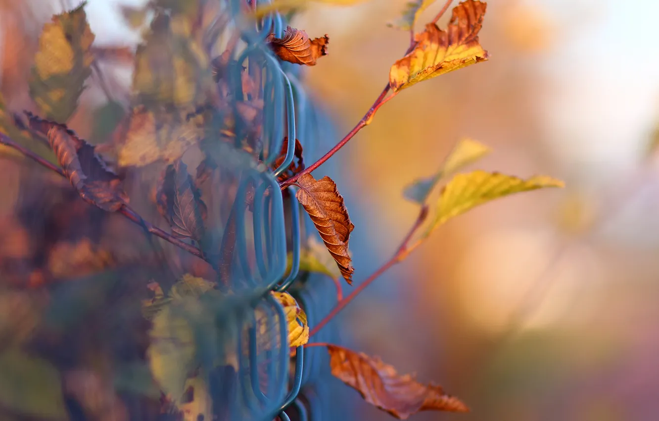Фото обои осень, макро, ветки, сетка, листва, забор, боке