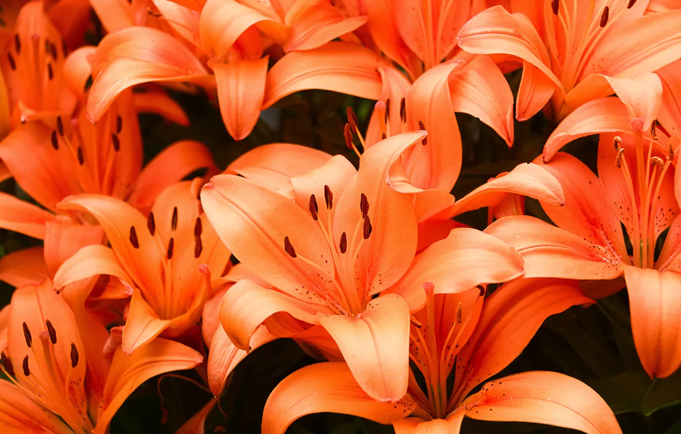 Фото обои макро, цветы, лилии, оранжевые, клумба, много