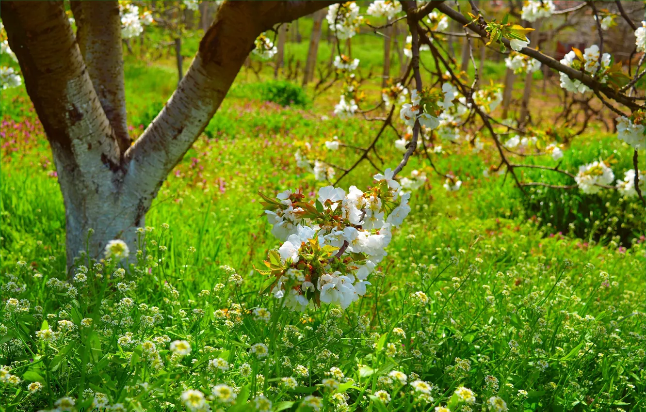 Фото обои Трава, Весна, Деревья, Цветочки, Ветви, Grass, Spring, Цветение