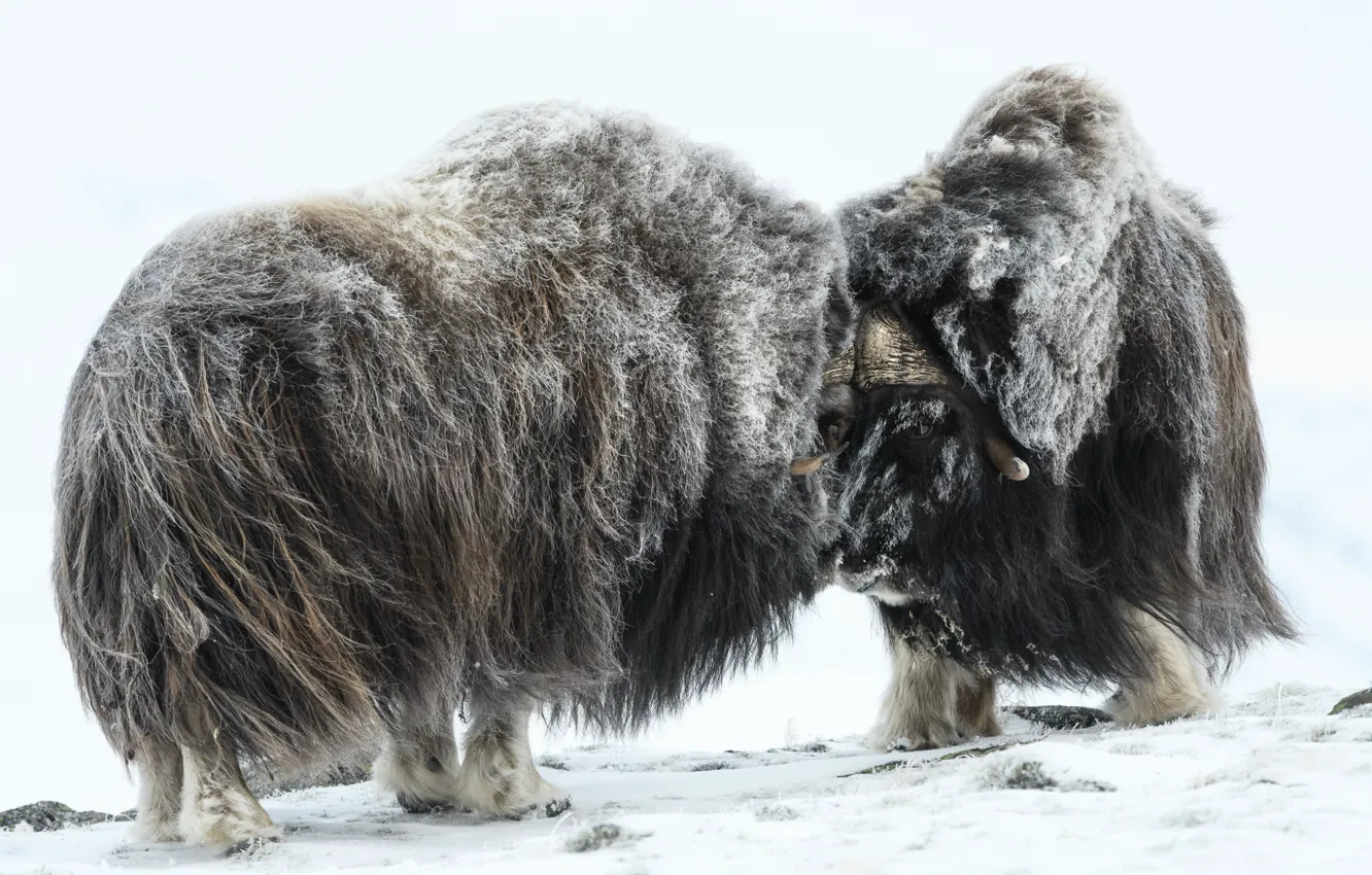 Фото обои зима, шерсть, овцебык