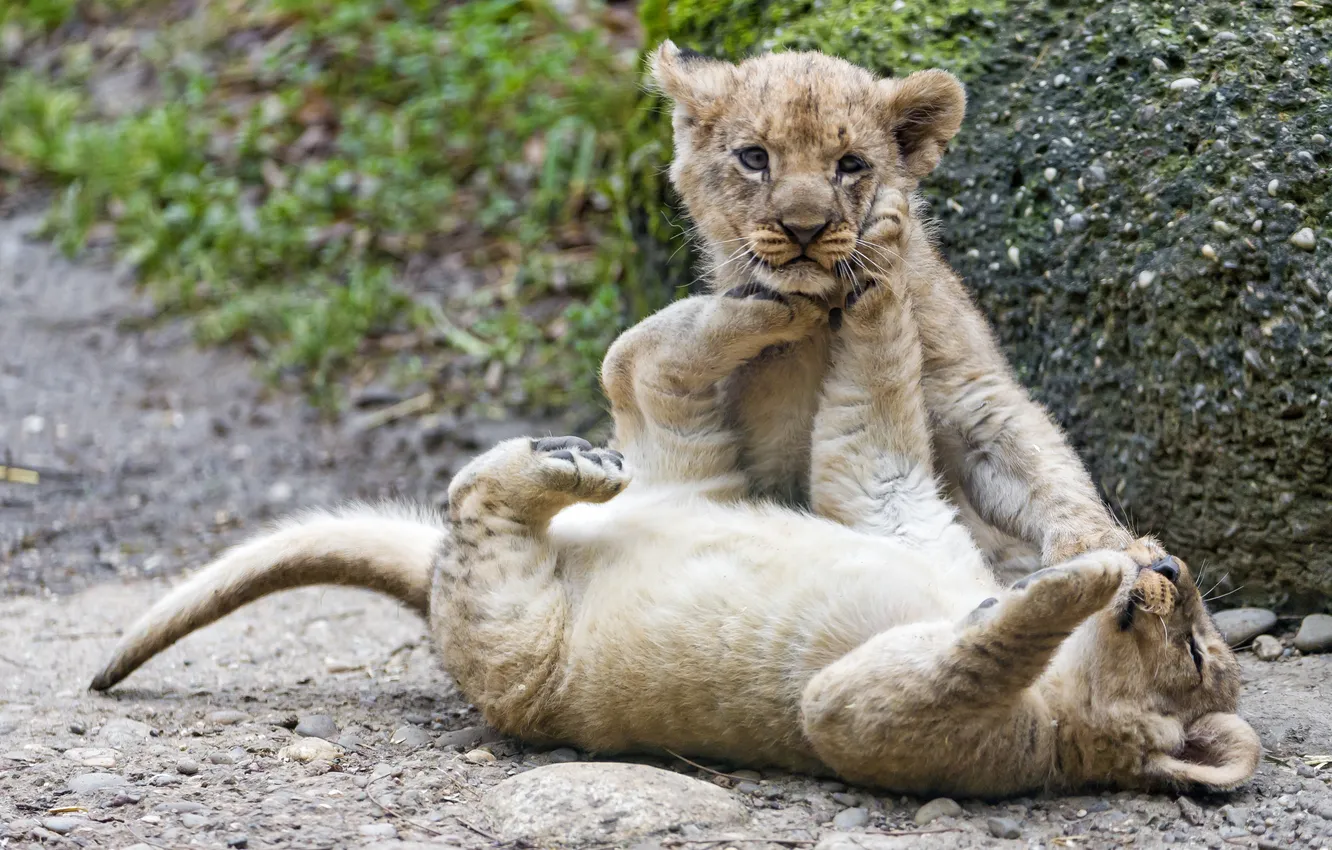 Фото обои кошки, игра, пара, детёныш, котёнок, львята, львёнок, ©Tambako The Jaguar