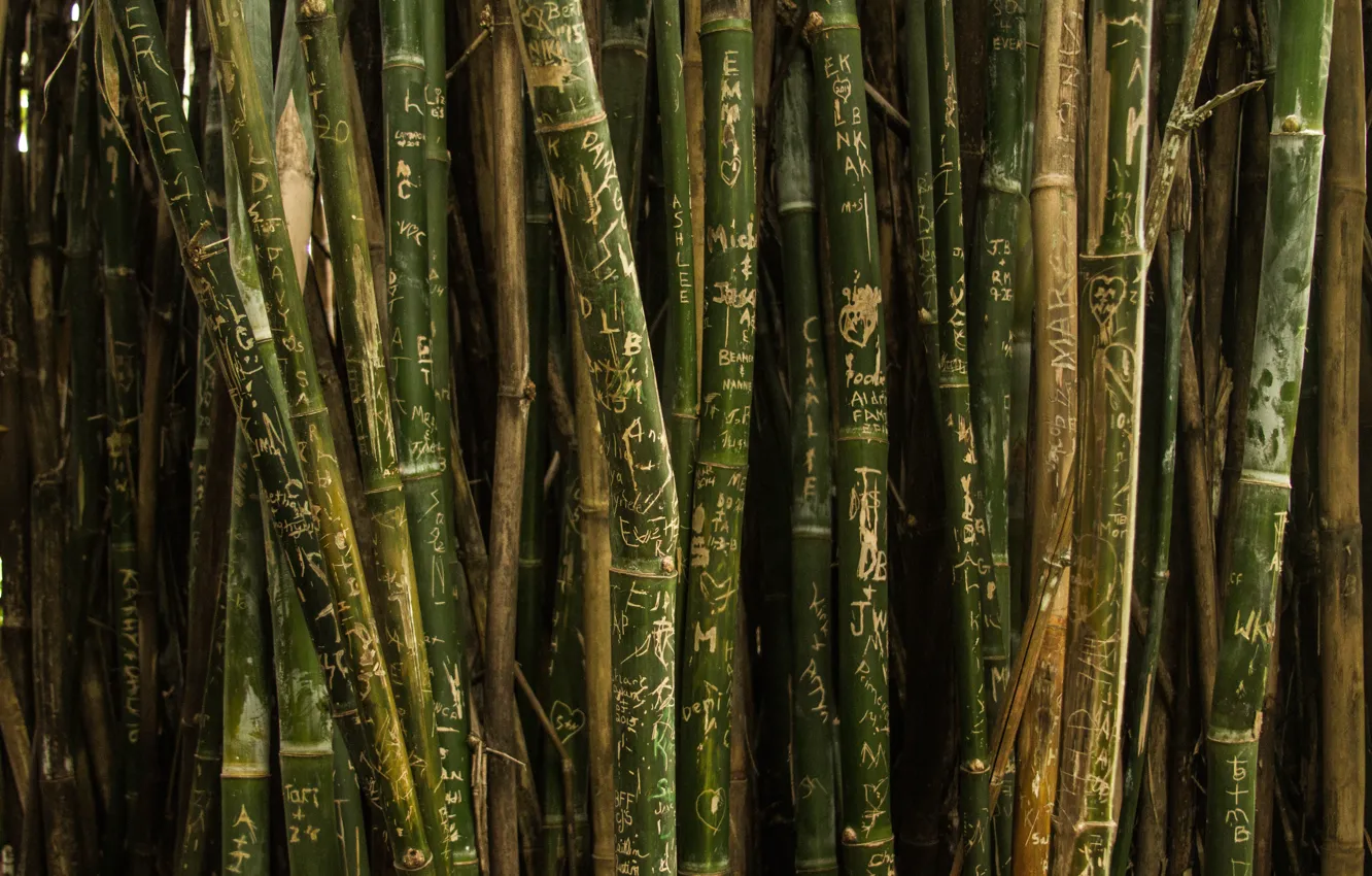 Фото обои green, trees, nature, texture, pattern, bamboo