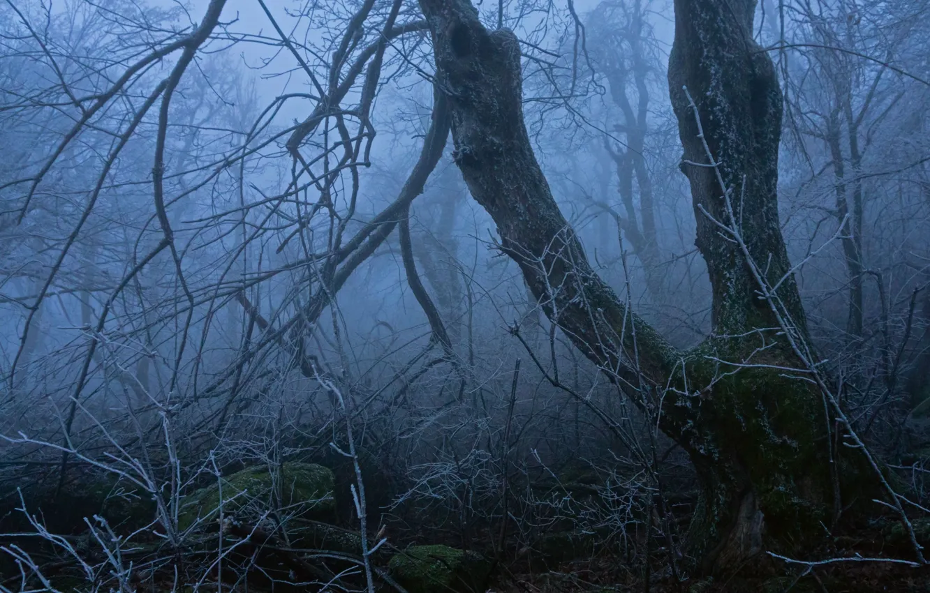 Фото обои иней, деревья, ветки, природа, туман, сумерки