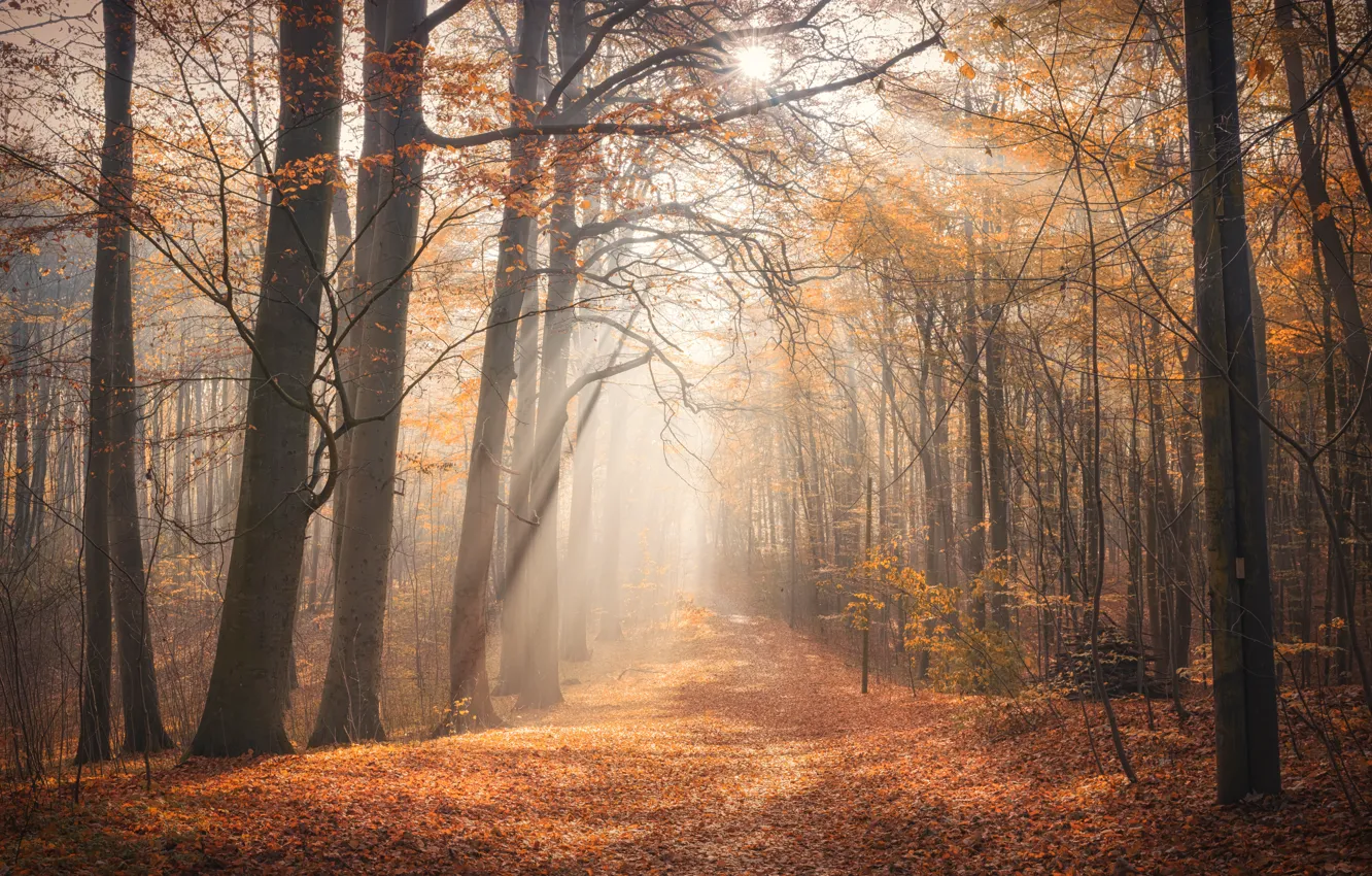 Фото обои осень, лес, туман, утро