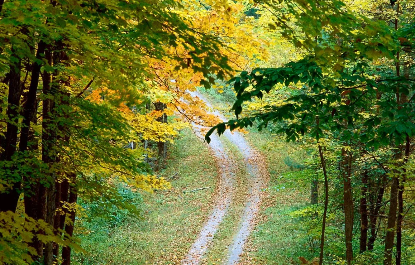 Фото обои дорога, осень, деревья, Листья