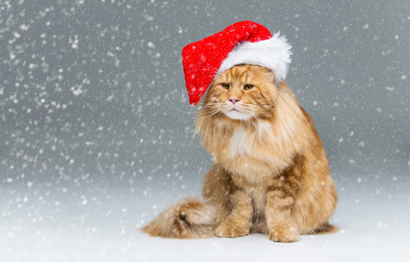 Фото обои зима, кошка, кот, взгляд, снег, рыжий, Рождество, Новый год