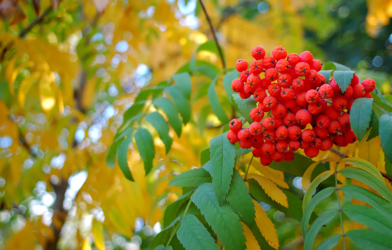 Фото обои желтые листья, Осень, ягода, рябина