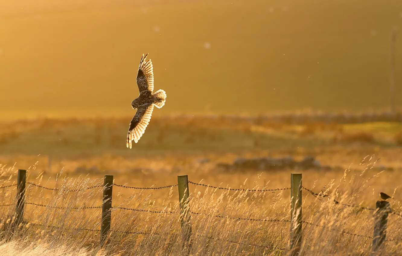 Фото обои bird, fence, owl, countryside, sunny, hunting