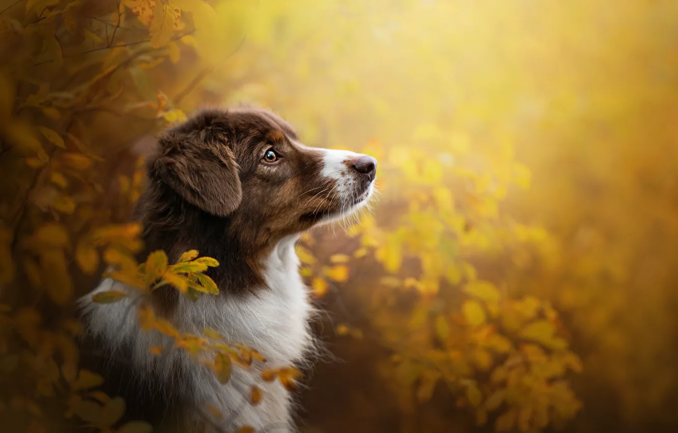 Фото обои осень, морда, ветки, портрет, собака, профиль, Австралийская овчарка, Аусси