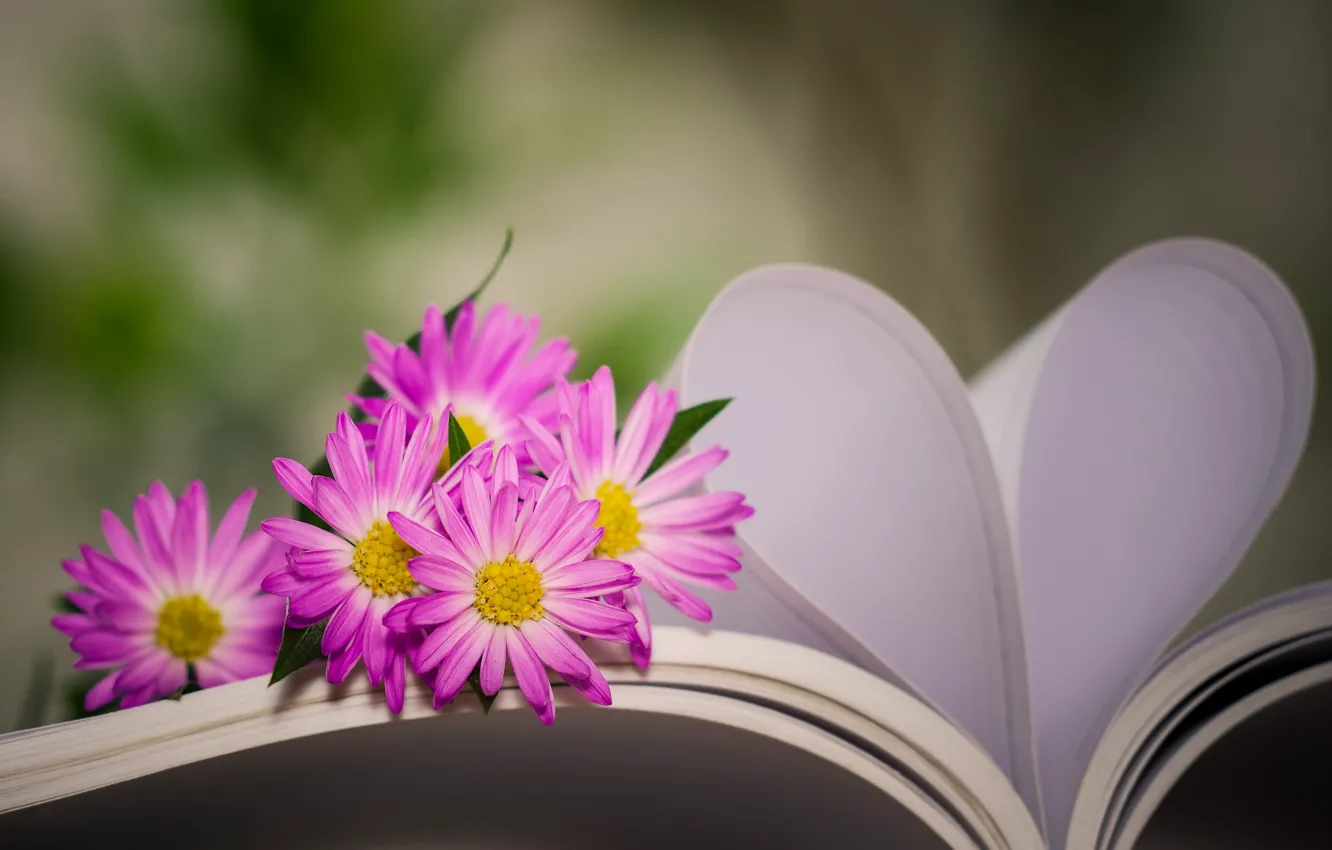 Фото обои цветы, сердце, книга, боке