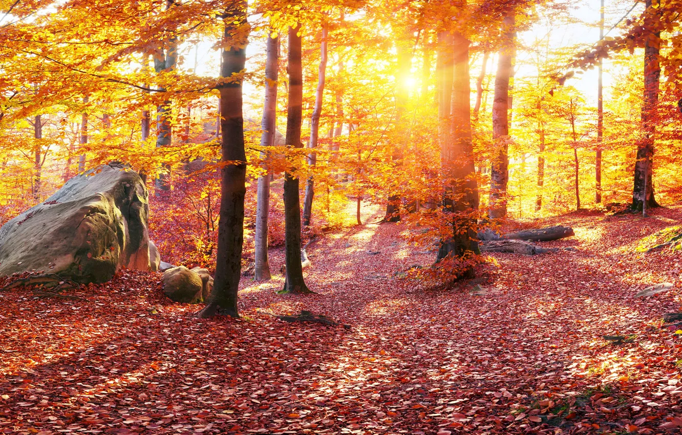 Фото обои Природа, Осень, Деревья, Листья, Камни, Украина, Леса, Карпаты