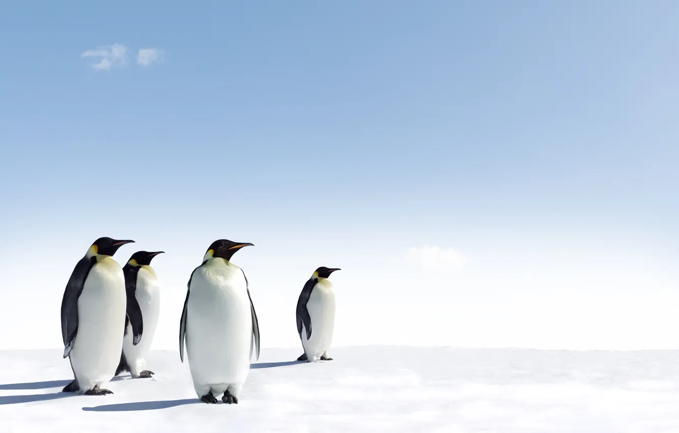 Фото обои sky, nature, bird, blue, animal, wildlife, penguin, antarctica