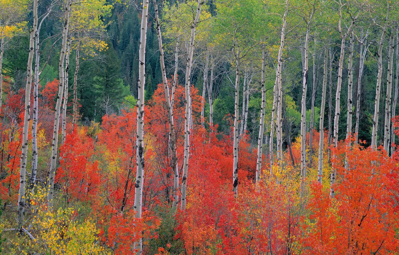Фото обои осень, лес, листья, деревья, береза, осина, багрянец