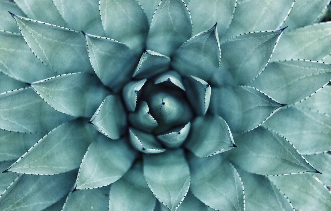 Фото обои plant, shape, cactus, aloe vera