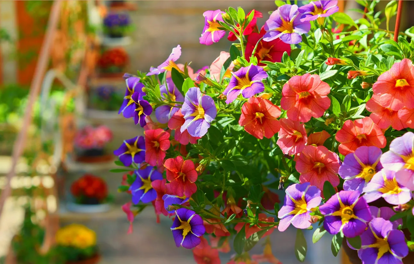 Фото обои Весна, Цветочки, Flowers, Spring, Colors