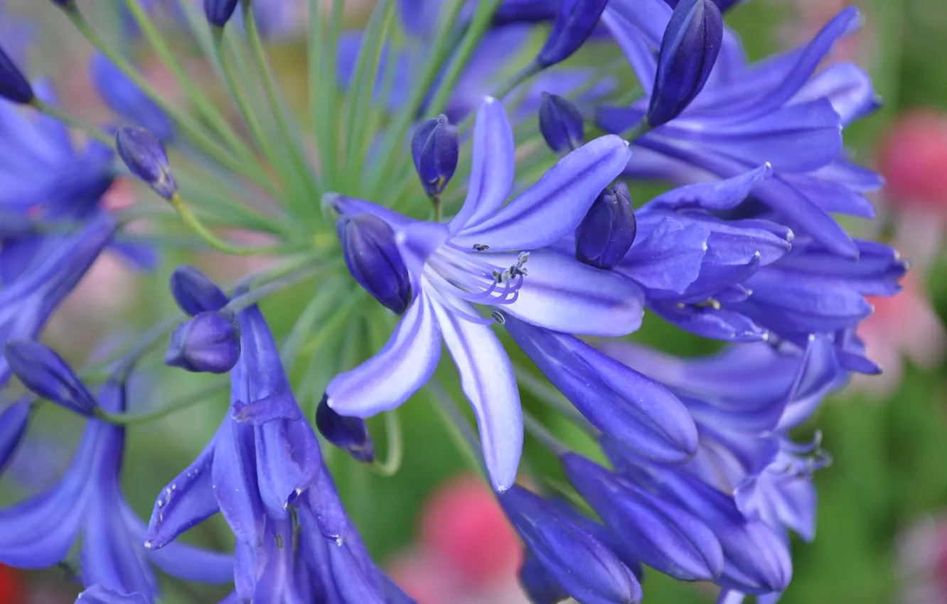 Фото обои Макро, агапантус, Голубые цветы, Blue flowers, Agapanthus