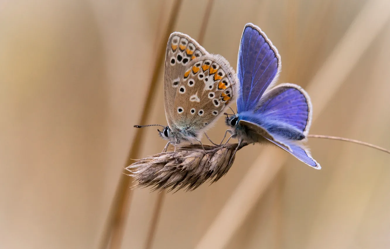 Фото обои бабочки, фон, две, колосок