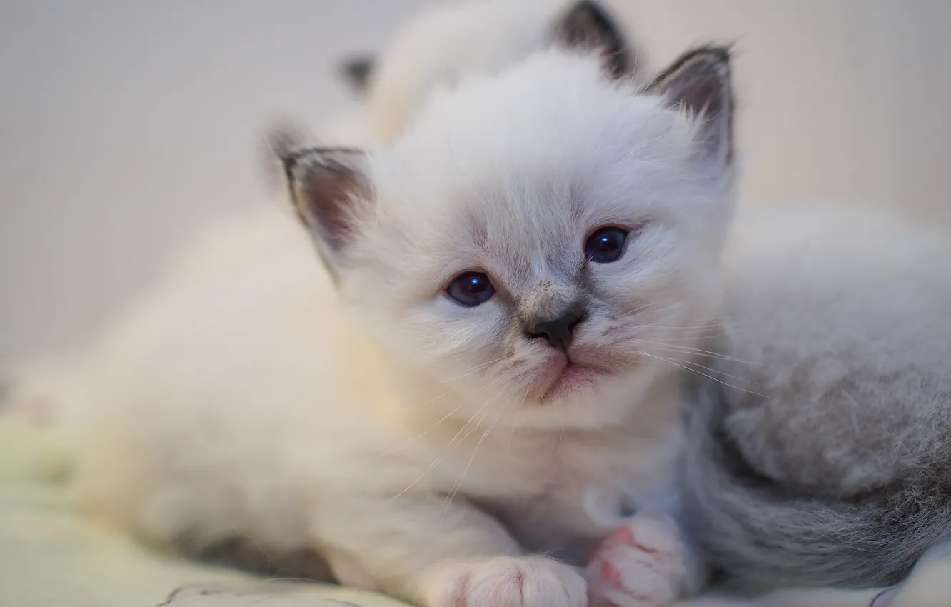 Фото обои кошка, белый, взгляд, кошки, котенок, портрет, малыш, котята