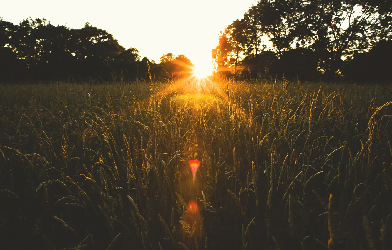 Фото обои поле, солнце, деревья, закат, колоски