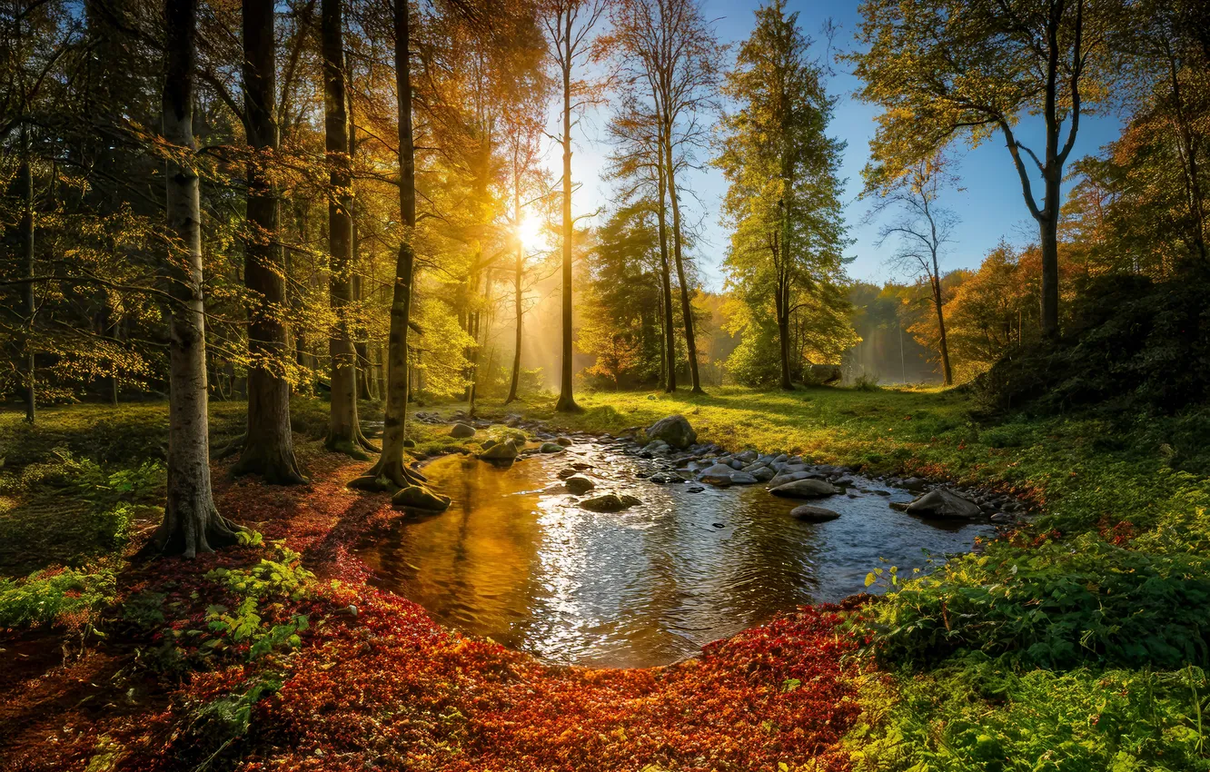 Фото обои лес, лето, природа, арт