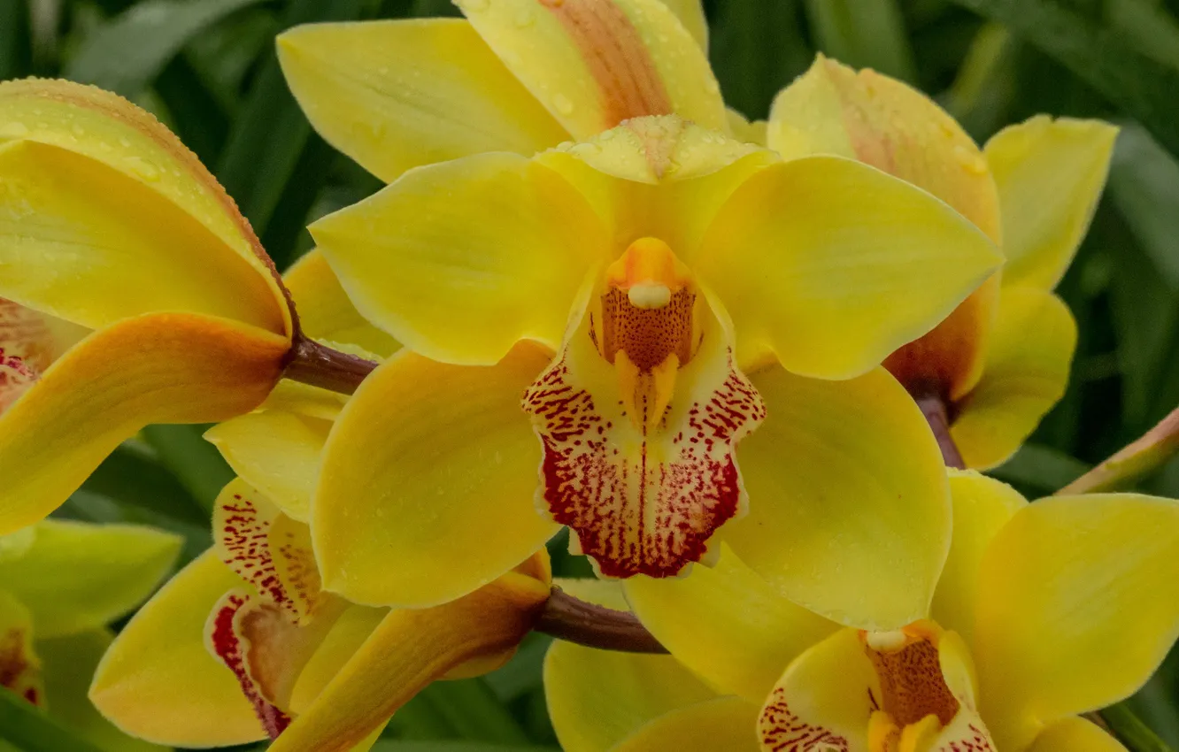 Фото обои макро, лепестки, орхидеи, экзотика, жёлтые, Цимбидиум