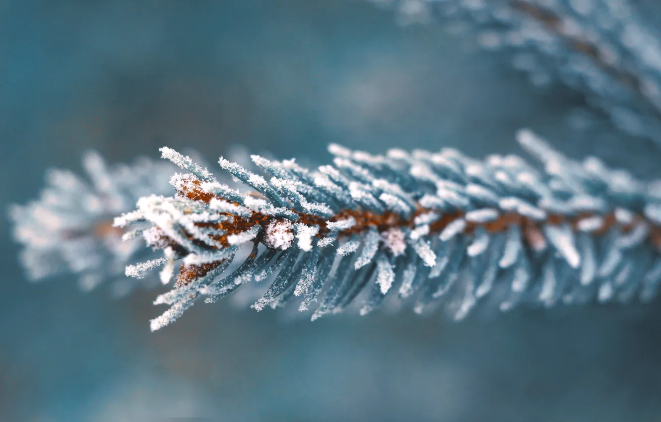 Фото обои spruce, twig, hoarfrost