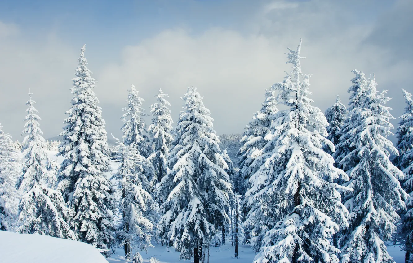 Фото обои зима, лес, небо, облака, природа, позитив, красиво