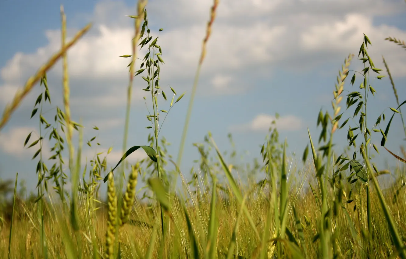 Фото обои зелень, поле, лето, трава, природа, колоски