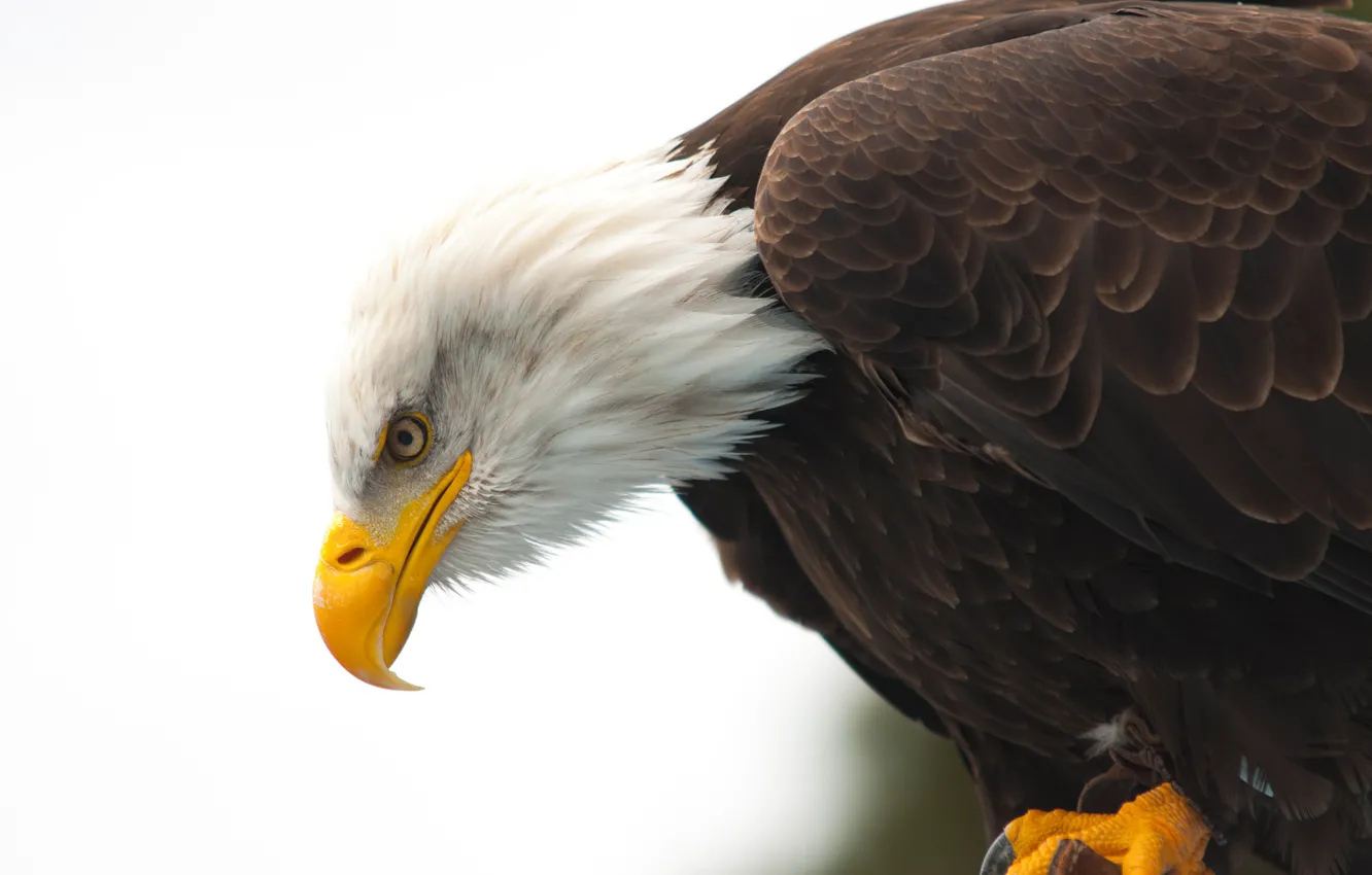 Фото обои eye, wildlife, bald eagle, beak, hunting