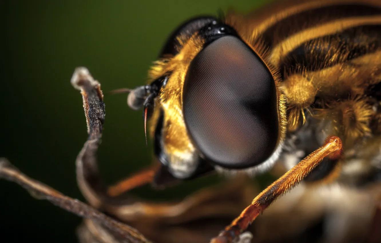 Фото обои Макро, Пчела, Глаза, Beautiful, Насекомое, Macro, Insect, Bee