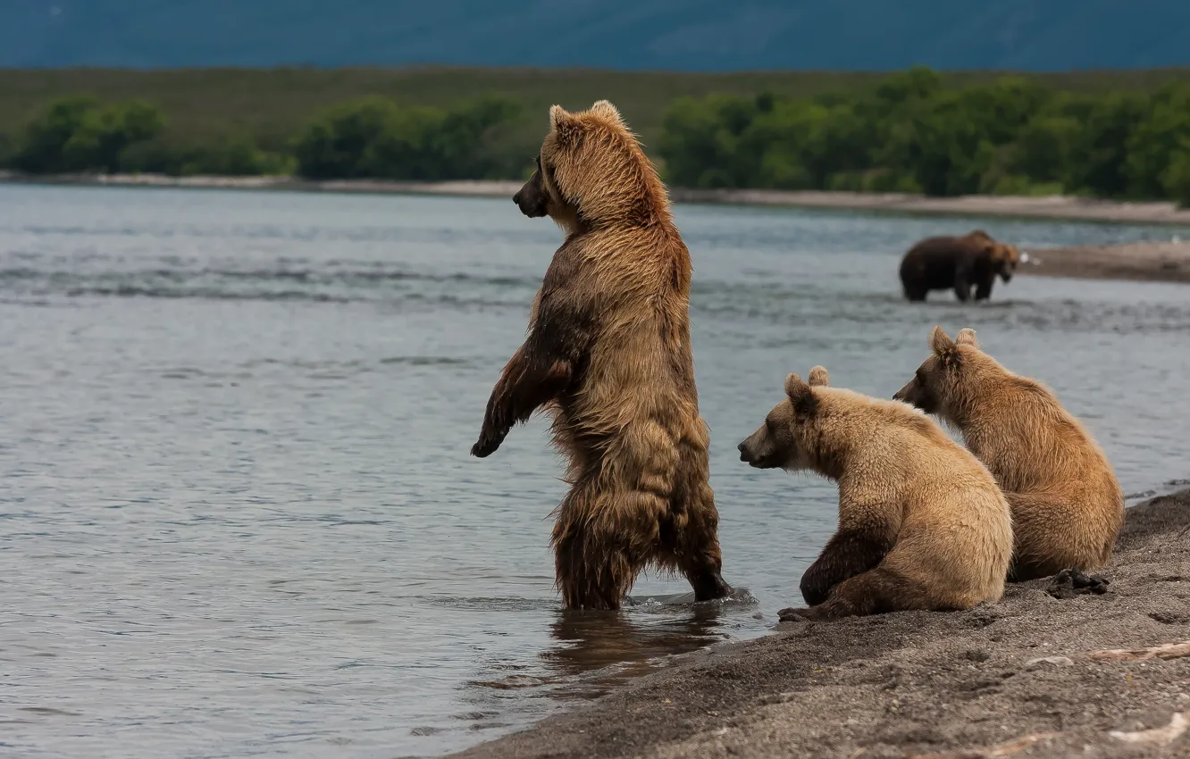Фото обои берег, медведи, Камчатка, Курильское озеро