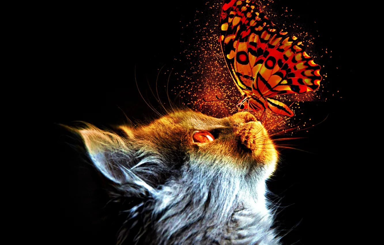 Фото обои fantasy, cat, butterfly, animal, pet