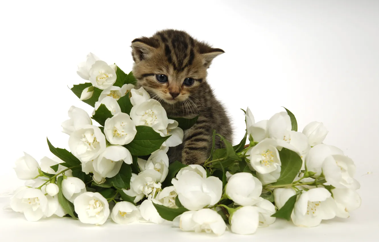 Фото обои кошка, листья, цветы, котенок, серый, букет, весна, малыш