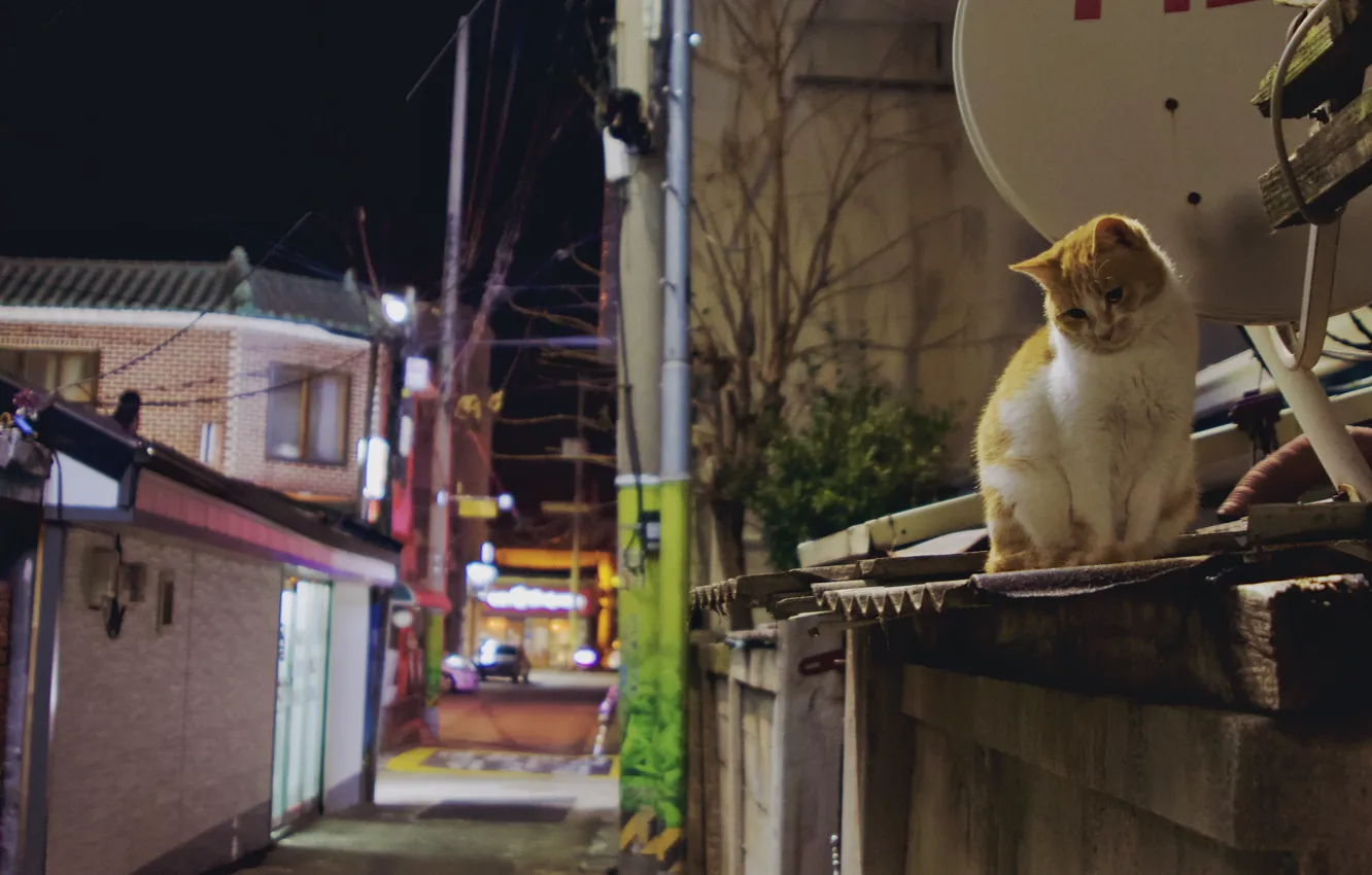 Фото обои кошка, Кот, рыжий кот, милый кот, уличный кот, улица ночь, кот на крыше