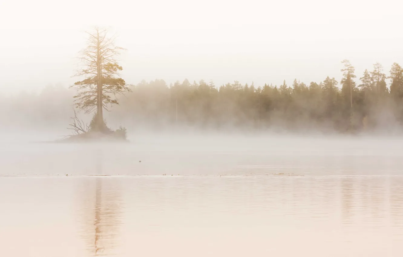 Фото обои лес, природа, туман, река